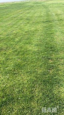 草卷状百慕大草