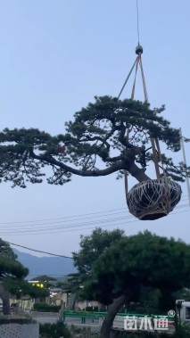 15公分造型松
