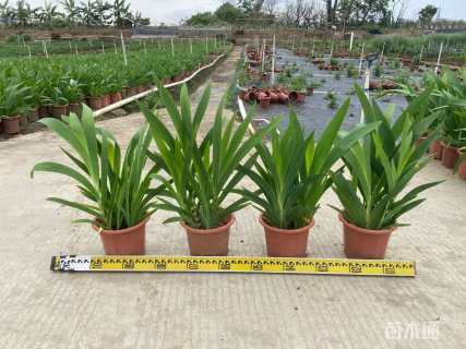 高度35厘米射干