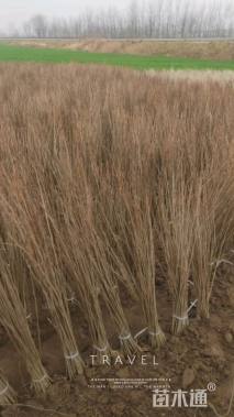 高度40厘米紫穗槐