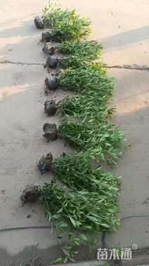 高度50厘米大叶栀子