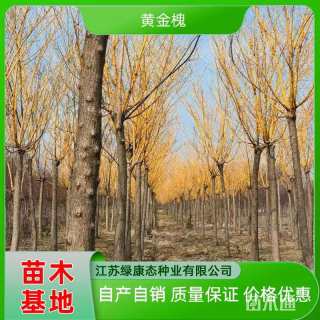11公分黄金槐