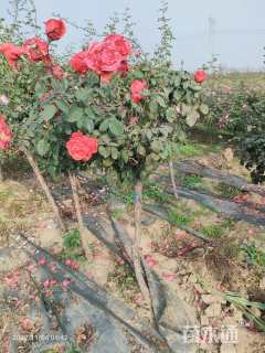 高度140厘米月季