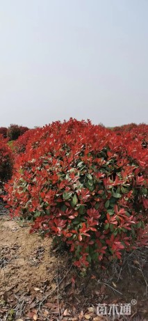 冠幅80厘米红叶石楠球