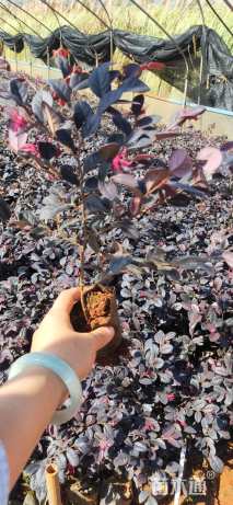 高度30厘米红花继木