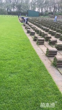 草卷状马尼拉草