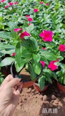 高度20厘米长春花