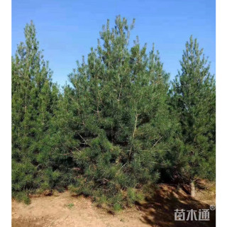 高度350厘米白皮松