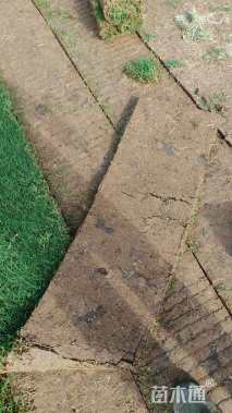 草卷状百慕大草