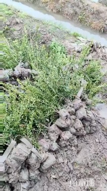 高度30厘米龟甲冬青