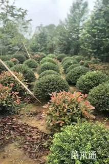 冠幅80厘米龟甲冬青球