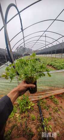 高度10厘米红花酢浆草