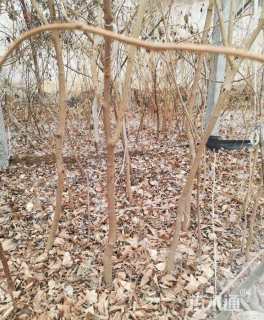 主蔓长50厘米紫藤