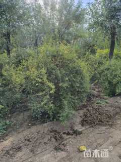 高度100厘米金焰绣线菊