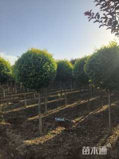 冠幅80厘米金叶榆球