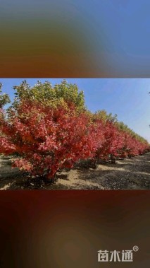 高度400厘米丛生美国红枫