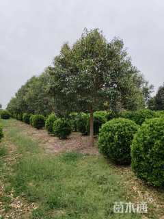 15公分大叶女贞