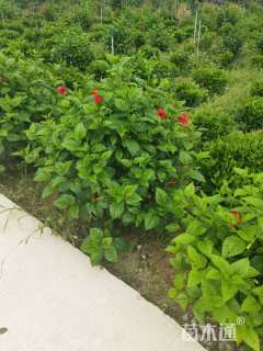 高度50厘米大红花