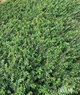 高度20厘米满天星