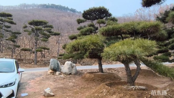 高度200厘米油松