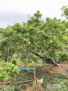 16.8公分红果冬青