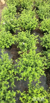 高度35厘米紫花马樱丹