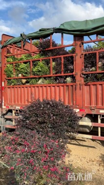 高度60厘米红花继木