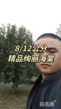 11公分绚丽海棠