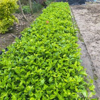 高度25厘米朱槿