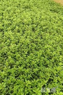 高度30厘米毛鹃