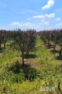 高度130厘米天鹅绒紫薇