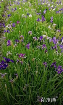 高度20厘米花菖蒲