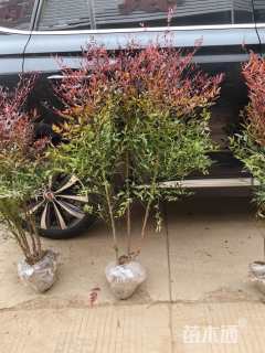 高度80厘米南天竹