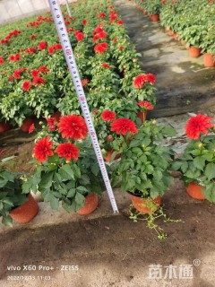 高度20厘米小丽花