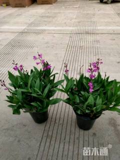 高度20厘米石斛兰