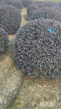 冠幅120厘米红花继木球