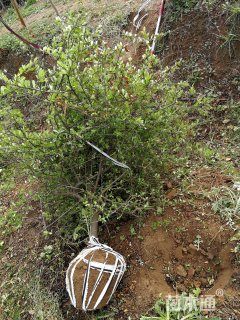 冠幅50厘米火棘球