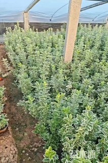 高度40厘米金边大叶黄杨