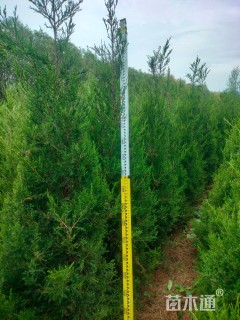 高度200厘米塔柏