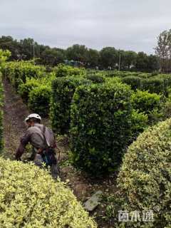 高度150厘米金森女贞柱