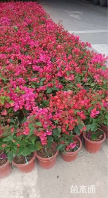 高度40厘米三角梅