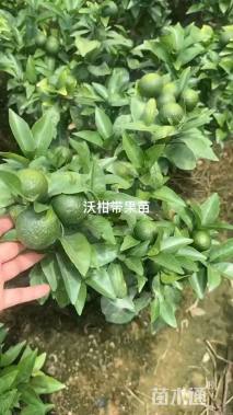 高度50厘米沃柑