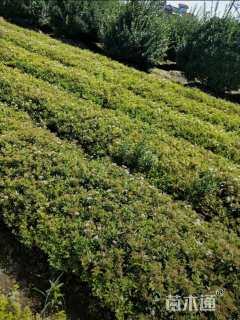 高度45厘米粉花绣线菊