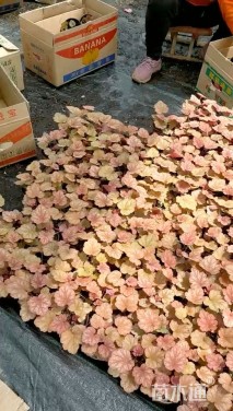 高度30厘米矾根