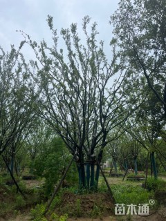 90公分朴树
