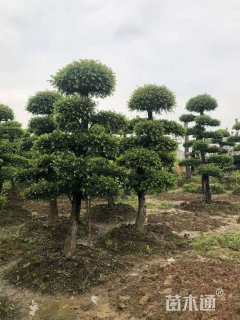 15公分造型榆树