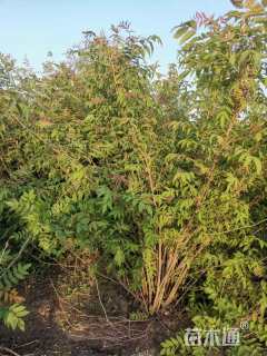 高度60厘米珍珠梅