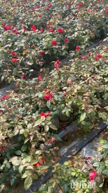 高度40厘米粉红香水月季