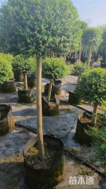 高度100厘米川滇蜡树