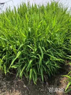 高度50厘米小盼草